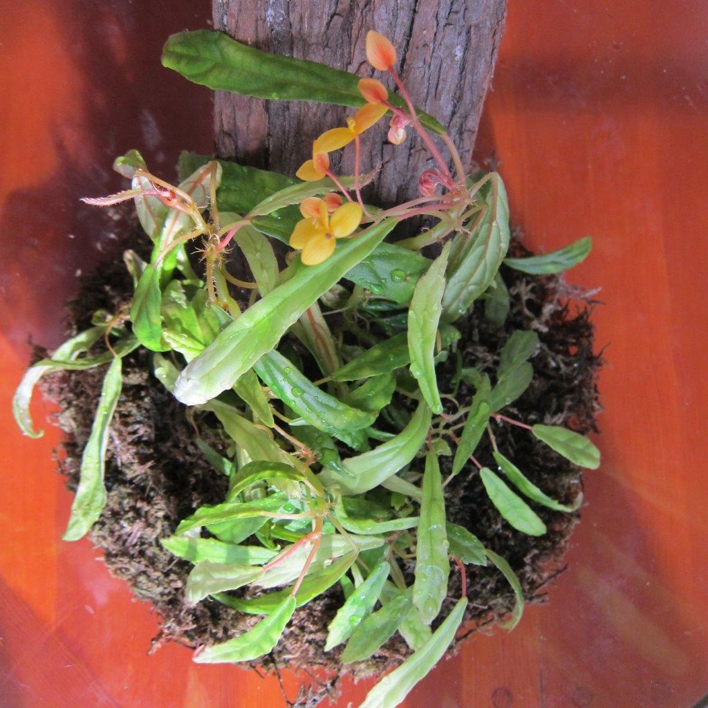 B. montiselephantis